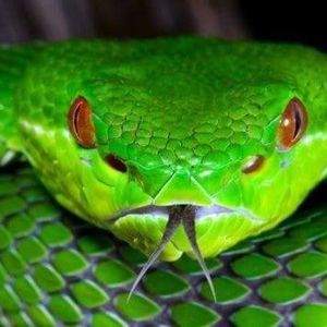 Meet your Posher, Angie